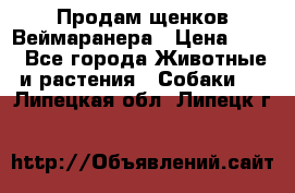 Продам щенков Веймаранера › Цена ­ 30 - Все города Животные и растения » Собаки   . Липецкая обл.,Липецк г.